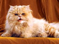 cat. orange and white persian cat with long hair, snarl, growl, teeth