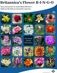 Flower bingo