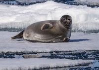 Baikal seal (Pusa sibirica)