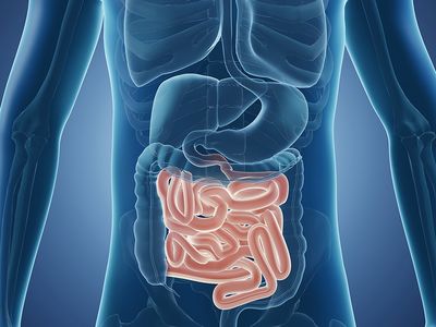 3d illustration of small intestines, human body, anatomy