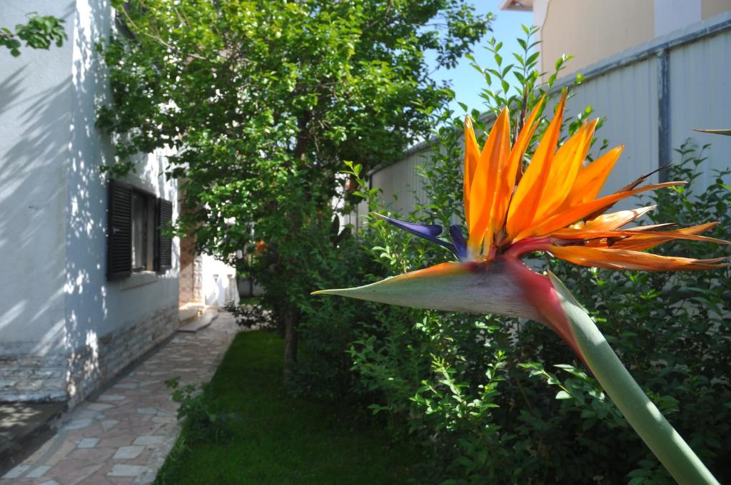 un fiore d'arancio in un giardino accanto a un edificio di Manelisa Cascais a Cascais