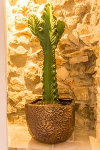 une plante verte dans un pot devant un mur de pierre dans l'établissement Blancos Rooms Hotel, à Peñíscola