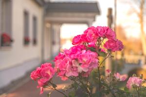 a bunch of pink flowers in front of a building at Pension und Restaurant Gutshaus Kaltenhof in Kaltenhof