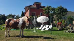 Altri animali domestici presso l'hotel o nei dintorni