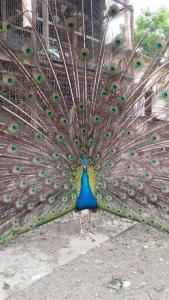 um pavão com as suas penas no chão em Casa Cu Flori Corbu em Corbu