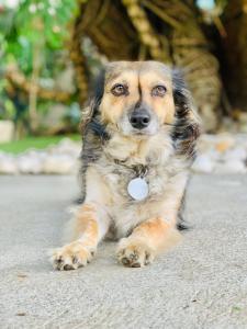 um cão castanho e preto deitado no chão em Hotel Mango Airport em Alajuela