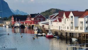 a group of ducks in the water next to buildings at Fiskekrogen Rorbuer in Henningsvær