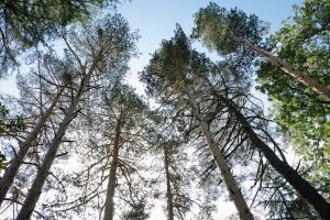 un groupe de grands arbres donnant sur le ciel dans l'établissement BOX ART ALPINO, à Navacerrada