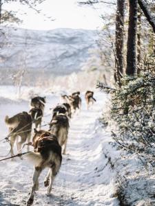 Животни в хижата или наблизо