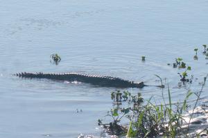 Majoituspaikan Greenland Safari, Sauraha pohjapiirros