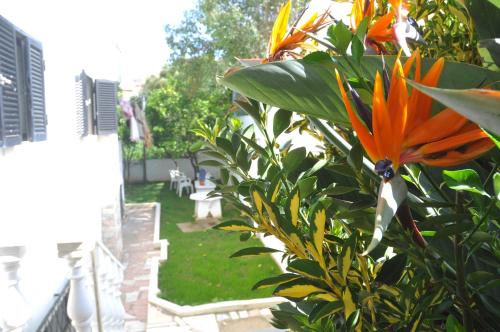 un fiore arancione su un cespuglio in un giardino di Manelisa Cascais a Cascais