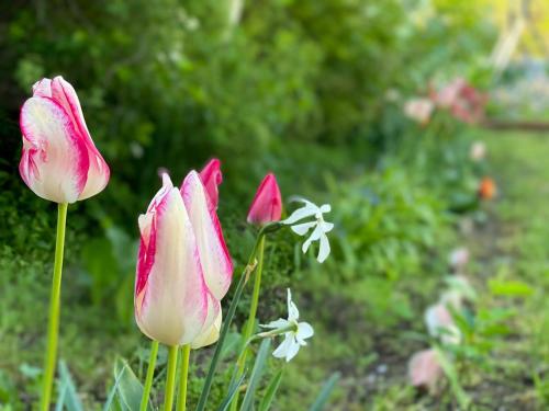 um grupo de flores cor-de-rosa num jardim em Casa Cu Flori Corbu em Corbu