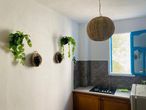 a kitchen with two potted plants on the wall at Le Refuge Djerbien in Houmt Souk