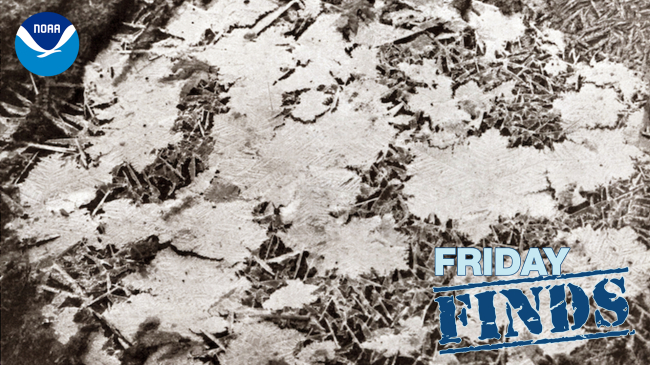 1936 black and white photo of a 22 inch diameter grouping of ice crystals on the ground.