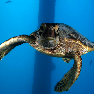 sea turtle