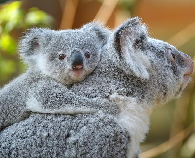 koala and joey