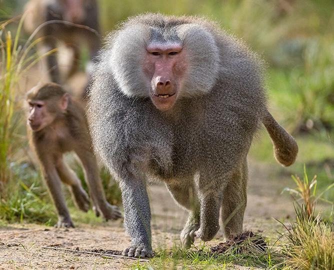 hamadryas baboons