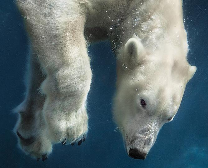 polar bear under water