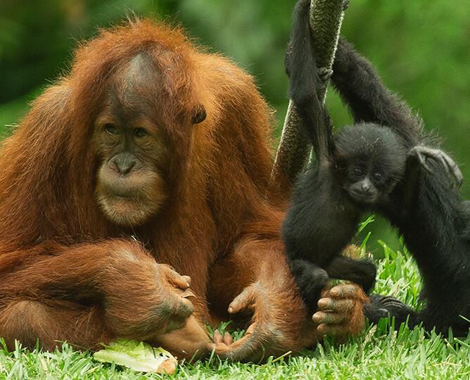 orangutan and siamang