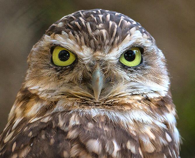 burrowing owl