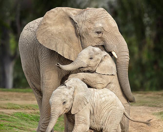 Elephant calves