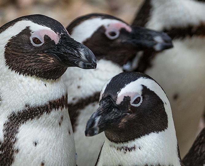 African penguins