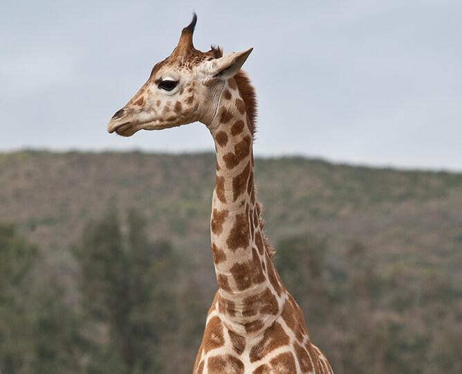 giraffe