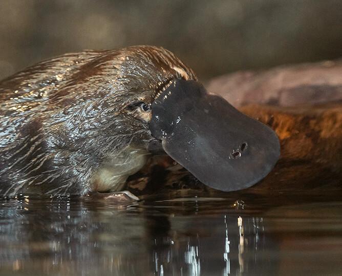 Platypus