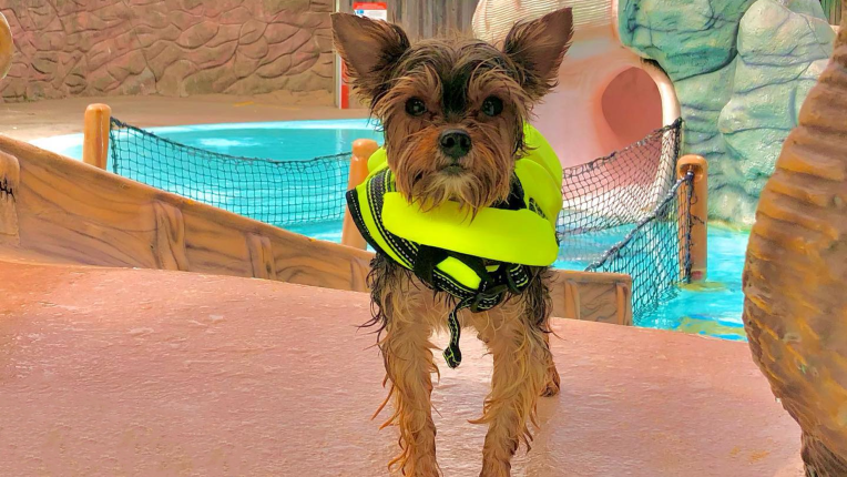 A puppy in a life jacket at Wild Waves Theme and Water Park