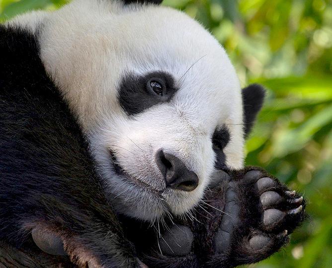 Giant panda