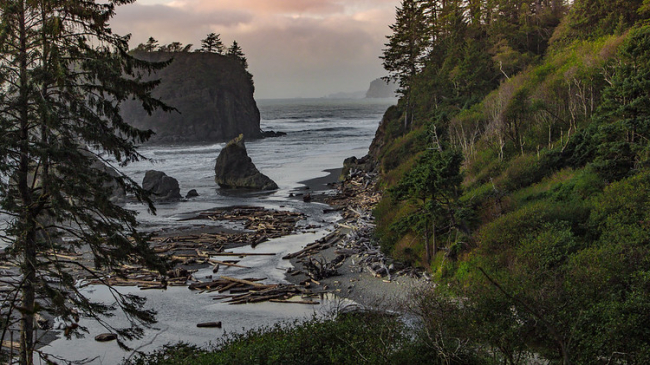 Large coniferous trees lining the coast with large rocks jutting up from the waters.