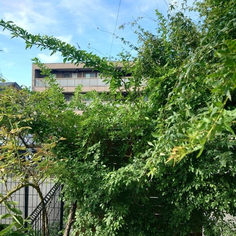 隣家の花に伸びていた庭の植物の画像