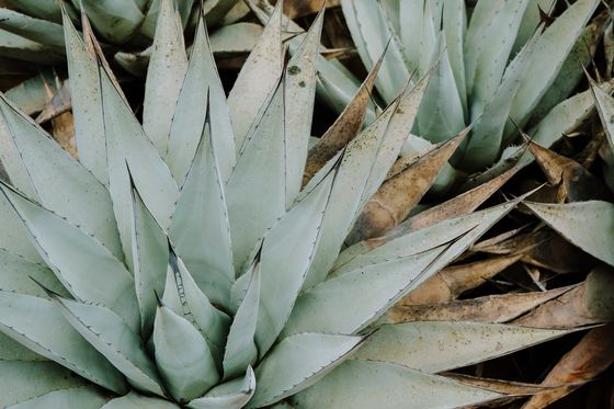 Agave plants in Sedona Arizona