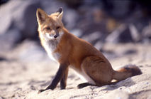 Vulpes vulpes sitting.jpg