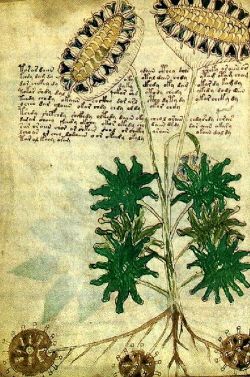 Voynich manuscript1.jpg