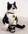 Kitler o mascote das SS.