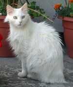 Angora.jpg