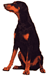 Dobermann15.gif