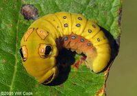 Caterpie real.jpg