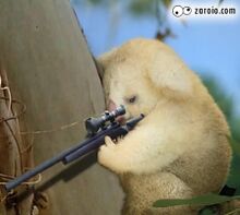 Coala se protegendo da predação