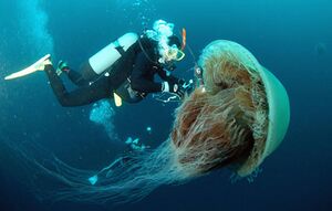 Uma pequena Medusa(Cnidário)