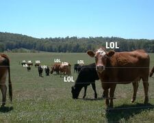 Lolcows.jpg