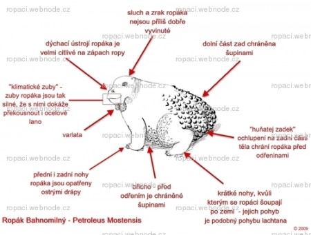 Ropák-anatomie.jpg