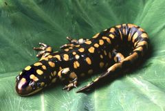 Salamander1.jpg