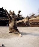 Kungfucat.jpg