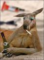 Coolkangaroo.jpg