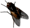 Mosca1.gif