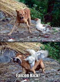 Ayam vs anjing.jpg