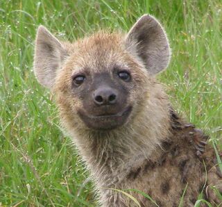 Hyena smile.jpg