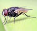 Housefly on a leaf crop.jpg